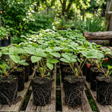 2 Red Strawberry Plants Live, Berry Plant, 3-5 Inch Tall, 3 Inch Pot