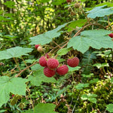 White Thimbleberry Live Plant, Berry Fruit Plant, 3-4 Inch Tall, 5 Inch Pot