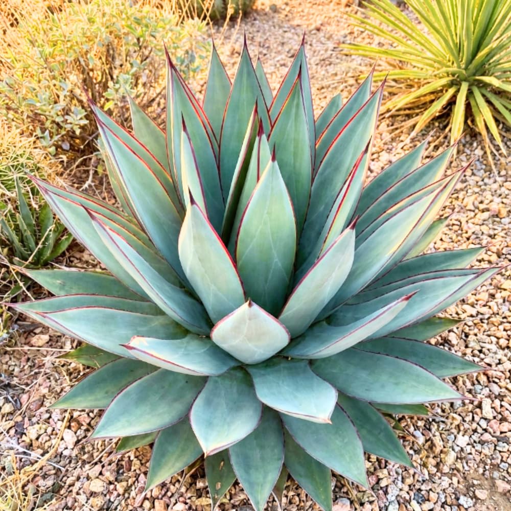 Blue Agave Live Plant, Rock Garden Succulent, 4-6 Inch Tall
