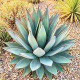 Blue Agave Live Plant, Rock Garden Succulent, 4-6 Inch Tall