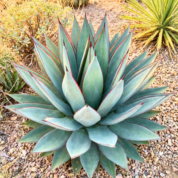 Blue Agave Live Plant, Rock Garden Succulent, 4-6 Inch Tall