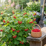 Thimbleberry Live Plant, Berry Plant, 3-5 Inch Tall