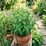 Peppermint Live Plant, Indoor Outdoor Herb Plant, 4-6 Inch Tall, 4 Inch Pot