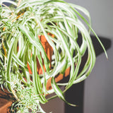 Spider Live Plant, Indoor Houseplant, 4-6 Inch Tall