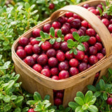 Cranberry Hibiscus Live Plant, Hardy Perennial Flower, 3-5 Inch Tall