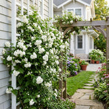 Arabian Jasmine Vine Live Plant, Flower Vine, 8-10 Inch Tall, 3.5 Inch Pot