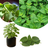 2 Cuban Oregano Plants Live, Culinary Herb Plant, 4 Inch Pot