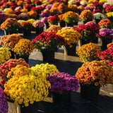 2 Chrysanthemum Live Plants, Spring Bloom Flower Plant, 5 Inch Tall