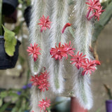 Rare Monkey Tail Cactus Succulent 2" Pot