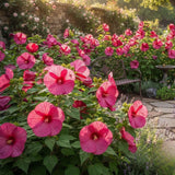 Set 2 Deep Pink Rose Hibiscus Plant Live