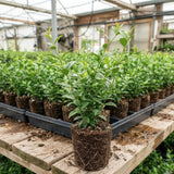 White Star Jasmine Plant Live, Outdoor Garden Flower Shrub, 4-7 Inch Tall