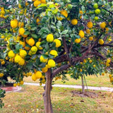 Lemon Tree Live Plant, Container Citrus Tree Plant, 2 Ft Tall, 1 Gallon Pot