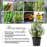 Rosemary Live Plant 4-7 Inch Tall