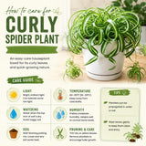 Variegated Spider Live Plant, Home Office Decor Plant, 2 Inch Pot