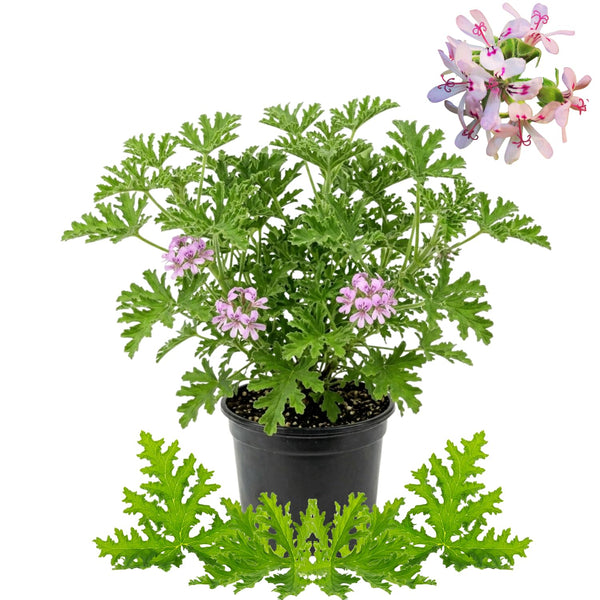 2 Citronella Geranium Live Plants, Hardy Perennial Plant, 4 Inch Pot