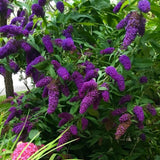 Live Black Purple Butterfly Bush Plant, 4-8 Inch Tall