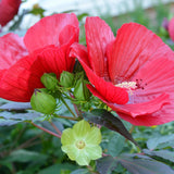 2 Red Hibiscus Live Plants, Patio Container Flower, 4-8 Inch Tall