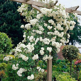Climbing Rose Live Plant, Garden Rose Plant