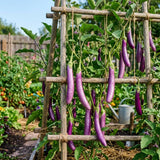 Long Purple Eggplant Plant Live, 8 Inch Tall, 4 Inch Pot