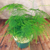 Asparagus Fern Live Plant, Houseplant, 4-8 Inch Tall, 4 Inch Pot