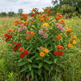 Set of 2 Mix Milkweed Live Plant 4-6" Tall