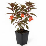 Red Orange Fuchsia Live Plant, Long Blooming Flower, 5 Inch Pot