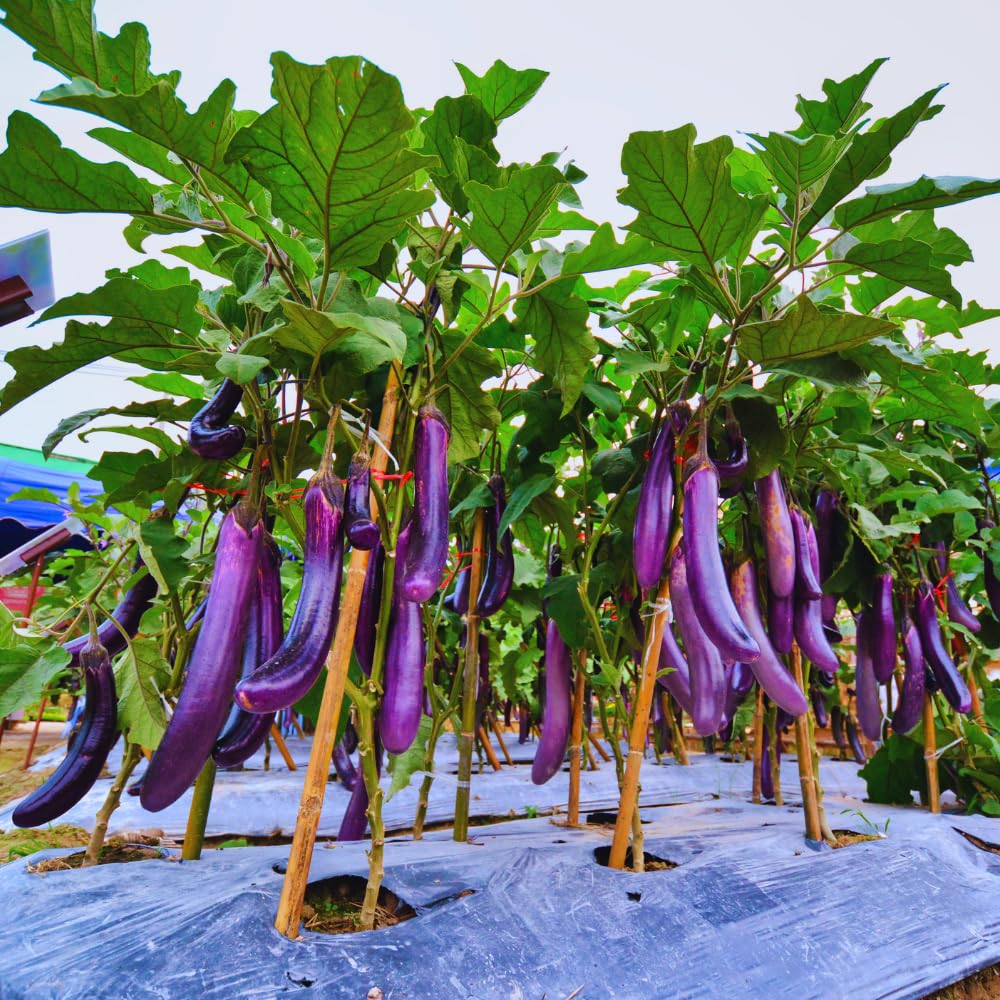 Purple Eggplant Vegetable Live Plant, Vegetable Plant, 4 Inch Pot