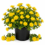 Yellow Ice Plant Live Plant, Ground Cover, 4-7 Inch Tall, 4 Inch Pot