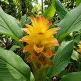 Yellow Curcuma Ginger Live Plant, Ginger Flower in Garden, 4-6 Inch Tall