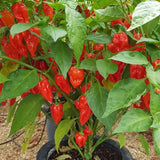 Red Jolokia Ghost Peppers Live Plant, 4 Inch Pot, 4-6" Tall