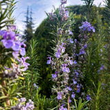 Live Rosemary Culinary Herb Plant