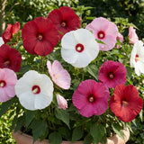 2 Mixed Hibiscus Bushes Live Plants, Flower Plant, 4-8 Inch Tall