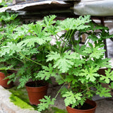 2 Citronella Live Plants, Fragrant Herb Plant, 4-7 Inch Tall, 4 Inch Pot