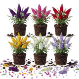 2 Random Butterfly Bushes Plants Live, Rooted Starter Shrub, 5-7 Inch Tall