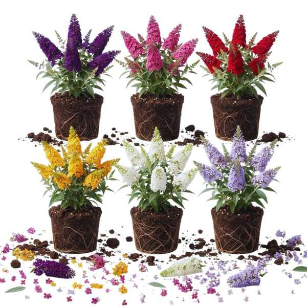2 Random Butterfly Bushes Plants Live, Rooted Starter Shrub, 5-7 Inch Tall