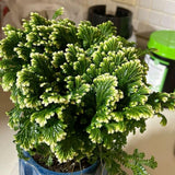 White Green Fern Live Plant in 2 Inch Pot
