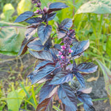 2 Purple Basil Live Plants, Rooted Herb Seedling, 3-6 Inch Tall