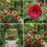 Set 2 Red Hibiscus Plant Live, Hibiscus Starter Plant 3-6" Tall