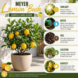 Meyer Lemon Tree, Starter Plant, 1-2 Ft Tall, 1 Gallon Pot