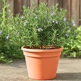 Rosemary Plant Live, Indoor Outdoor Herb Plant, 10-12 Inch Tall