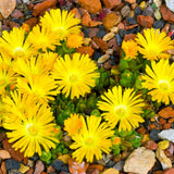 Yellow Ice Plant Succulent Live Plant, Ground Cover, 4 Inch Pot