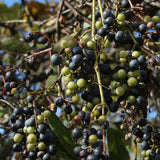 Chokecherry Plant Live, Fruit Tree, 5-8 Inch Tall, 5 Inch Pot