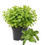 6 Mojito Mint Live Plants, Fragrant Culinary Herb, 3-6 Inch Tall