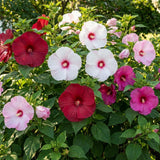 2 Mixed Hibiscus Bushes Live Plants, Flower Plant, 4-8 Inch Tall