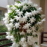 White Holiday Christmas Cactus Live Plant, Desk Shelf Plant, 4-6 Inch Tall