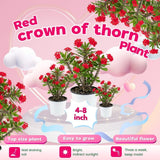 Live Red Crown of Thorns Plant 4 Inch Pot