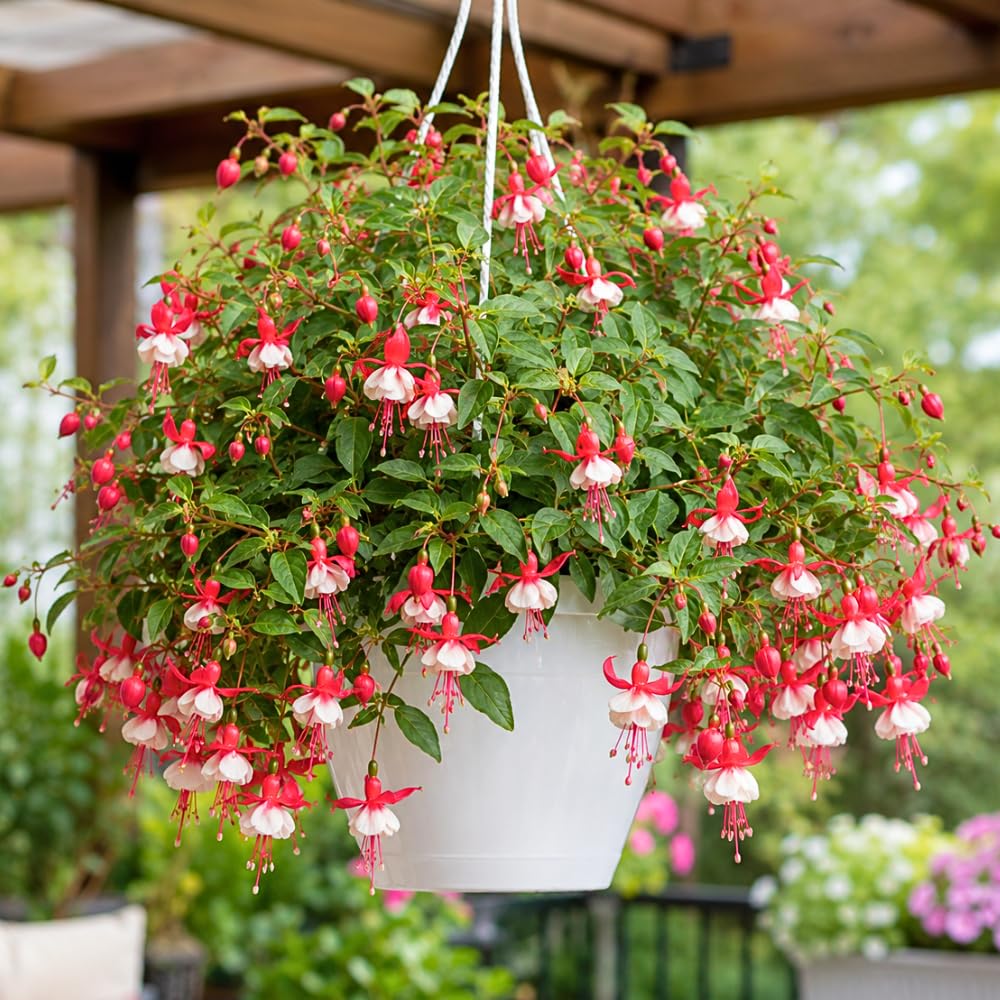 Red White Fuchsia Live Plant, 4-8 Inch Tall, 5 Inch Pot