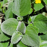 2 Green Cuban Oregano Live Plants, Patio Container Herb