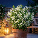 Night Blooming Jasmine Flower Live Plant, 4-6 Inch Tall