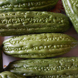 Green Bitter Melon Plant Live, Trellis Vegetable Vine, 4-7 Inch Tall